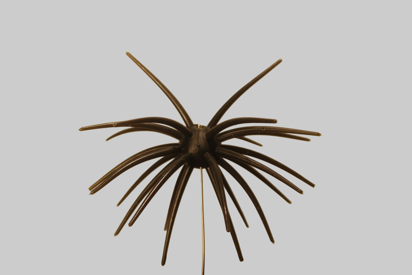 Hairy Ball - Black Widow