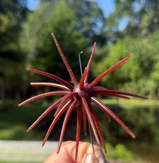 20mm Scuppernog